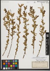 Foto von Salix triandra subsp. amygdalina (L.) Schübl. & G. Martens